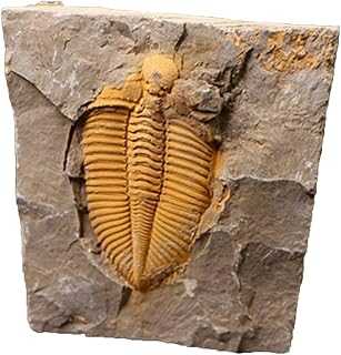 JIANEEXSQ Real Trilobite Fossil from Hunan of China 450 Million Years Ago for Collections and Education